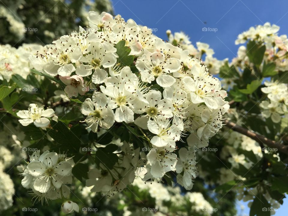 White apple blossom against a deep blue sky 