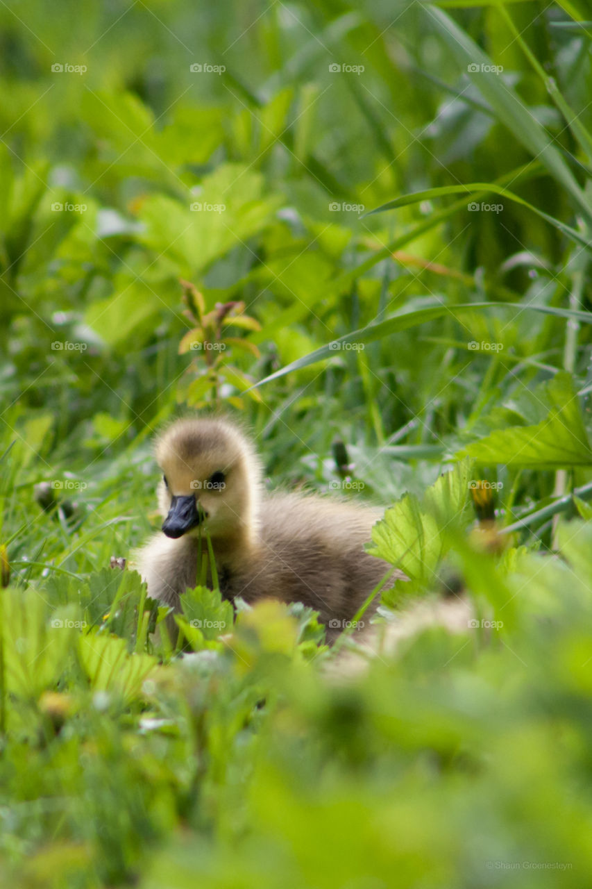 Close-up of baby goose