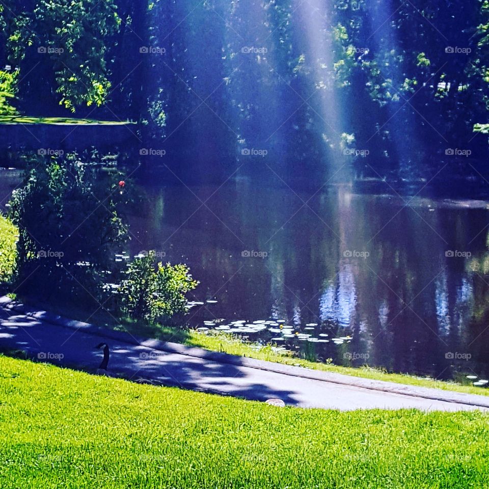Rays on the water