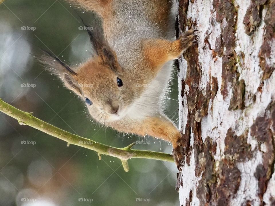Squirrel