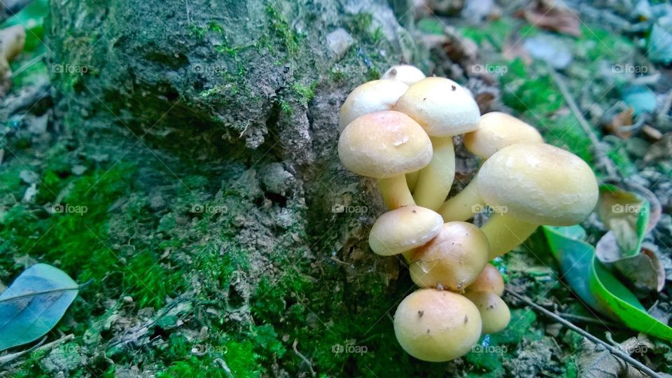 Funghi nel bosco 