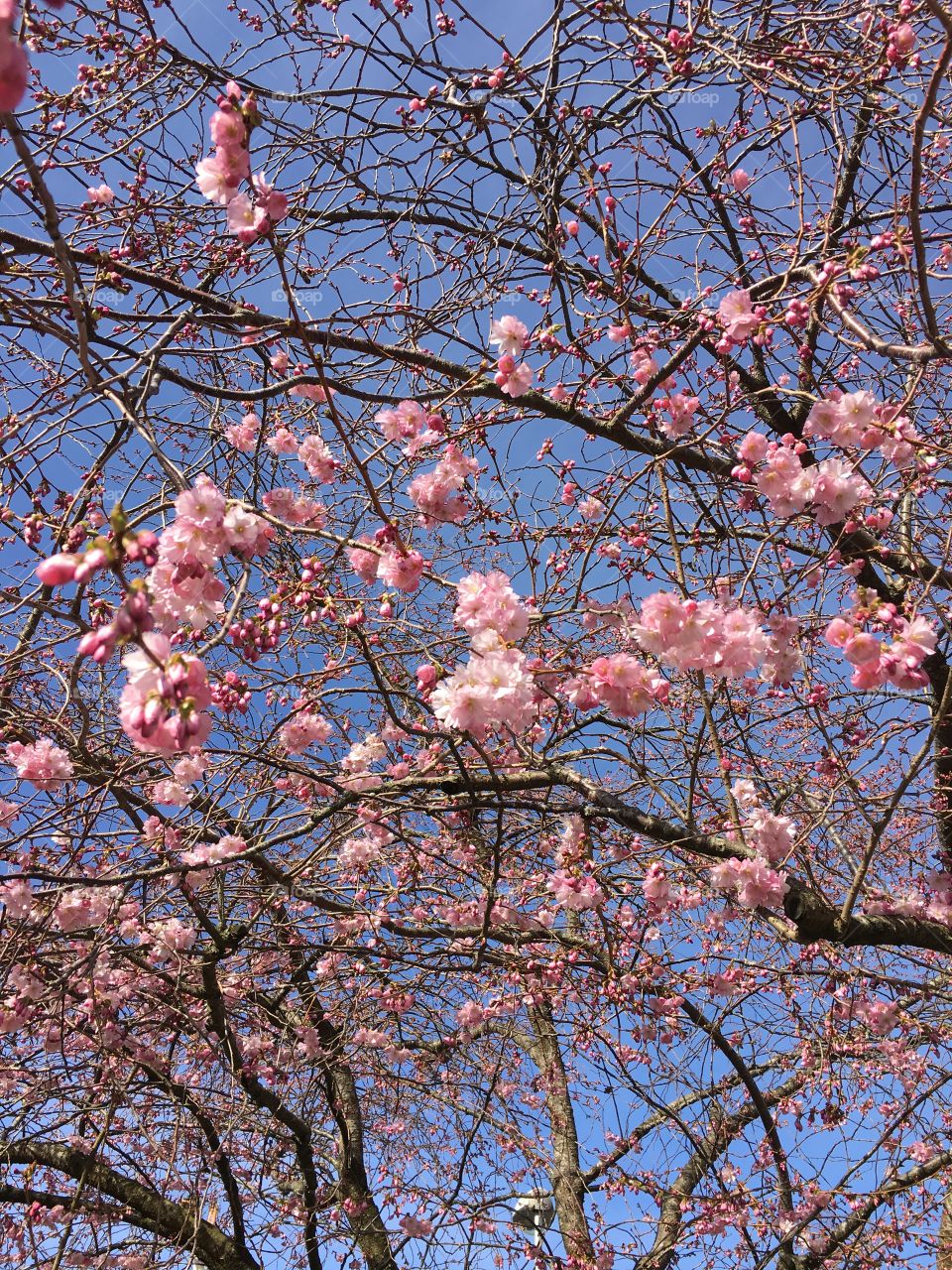 Low angle view of cherry tree