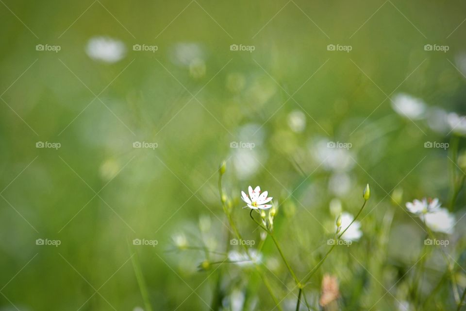 Flowers blooming outdoors