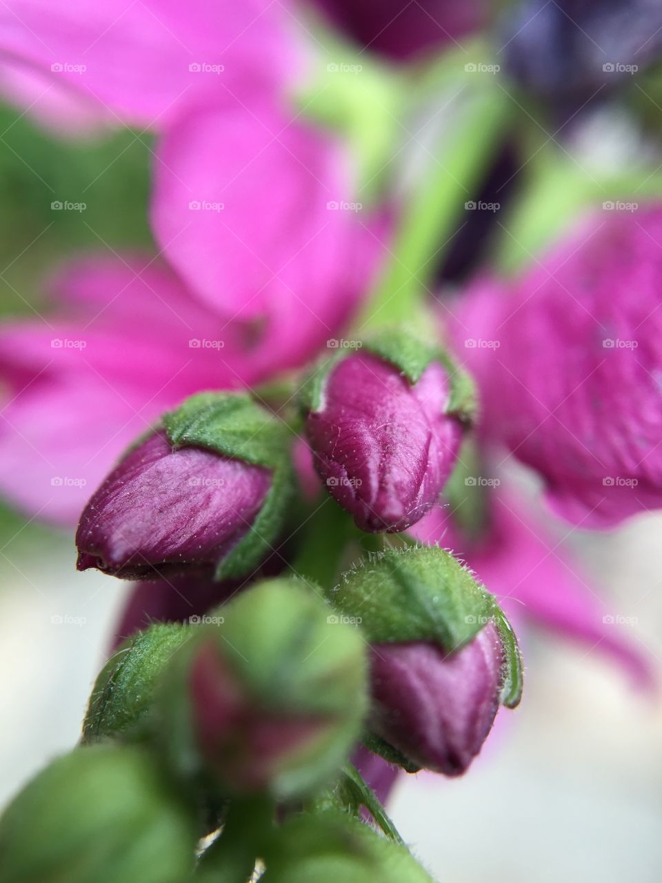 Budding blossoms 