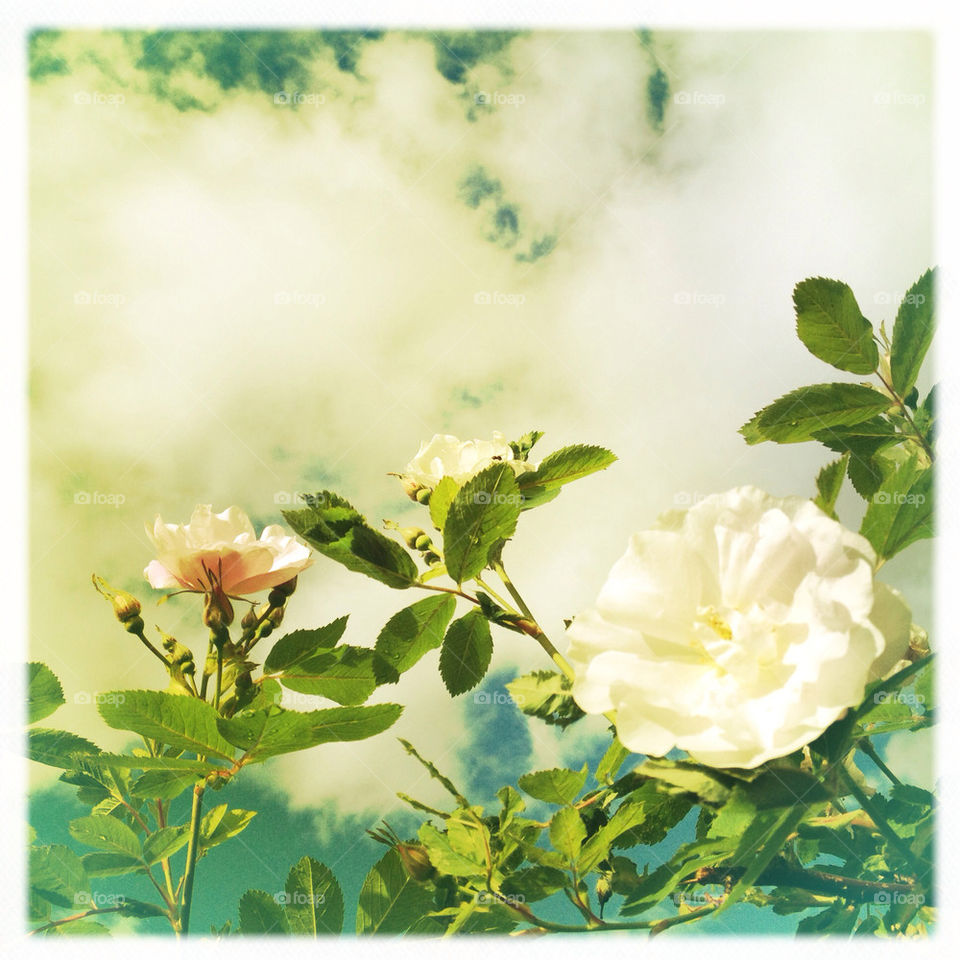 Wild roses in a front garden in Anchorage, Alaska.