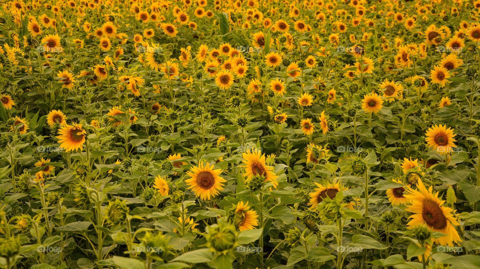 Sunflower, Flower, Summer, Flora, Nature