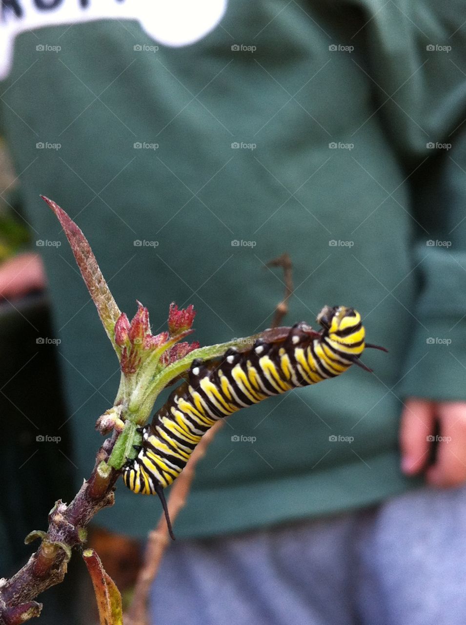 Milkweed Monarch Caterpillar