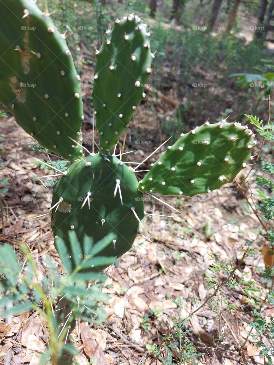 cactus
