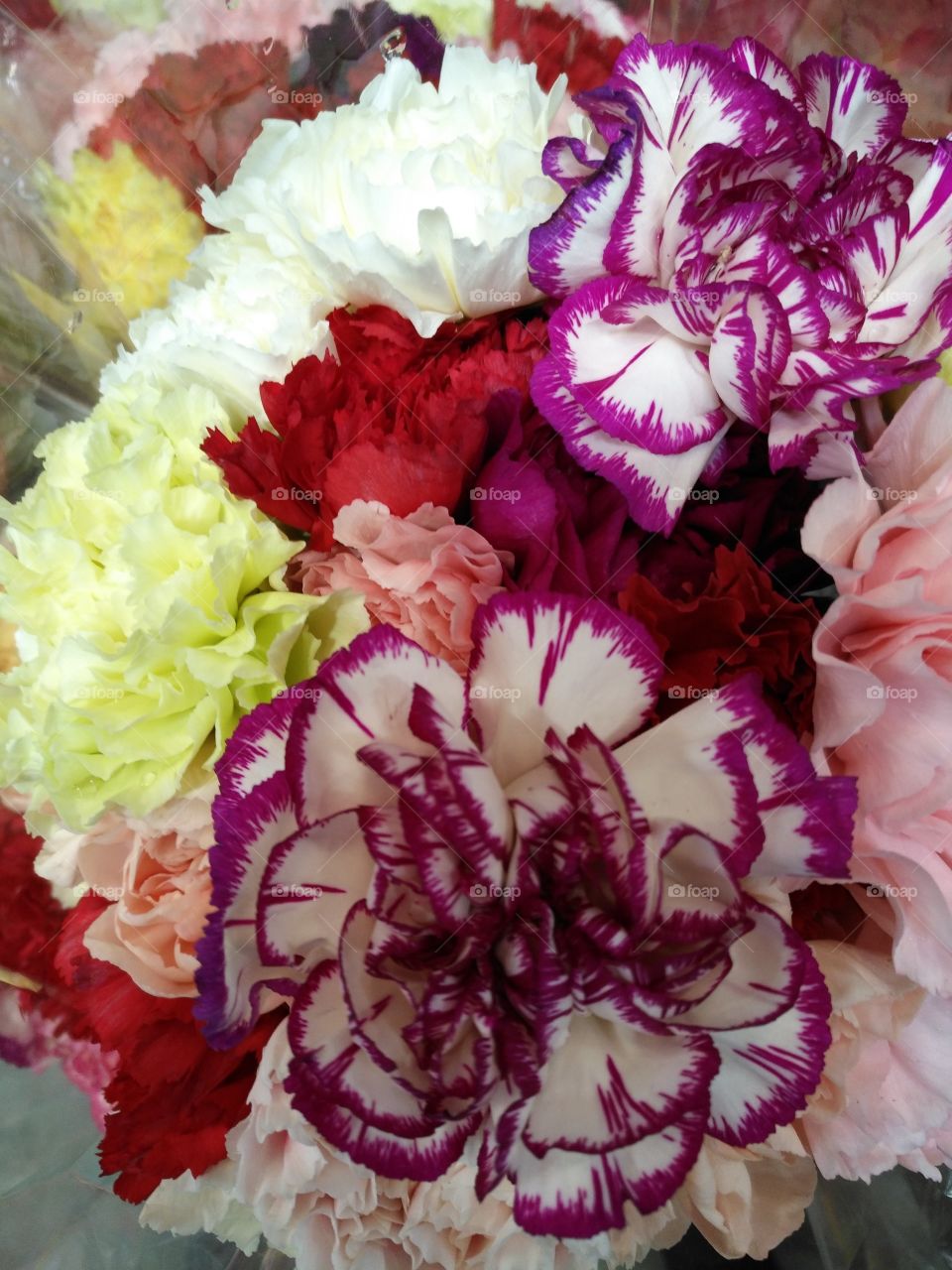 real carnations flowers
