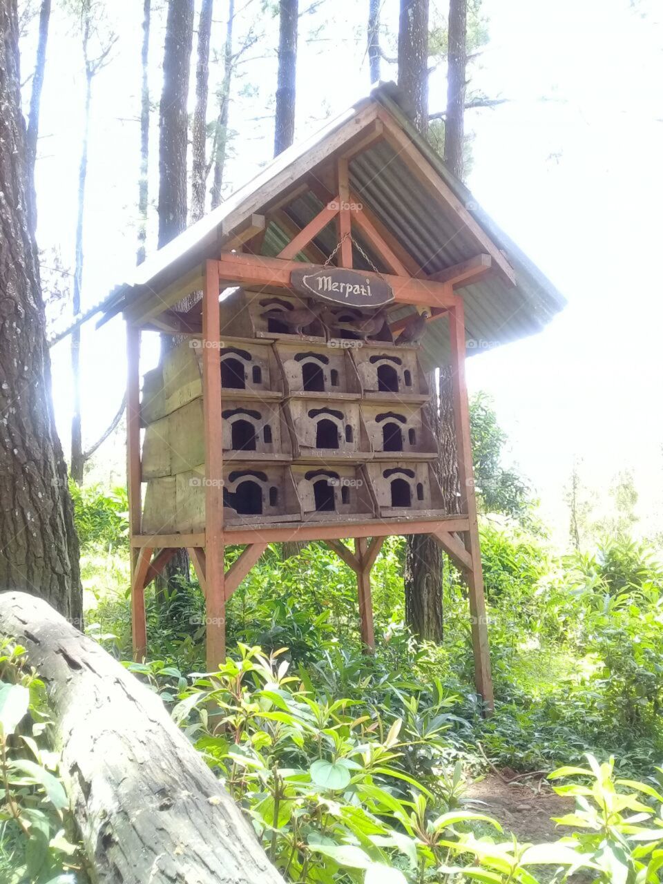 Rumah Burung Merpati