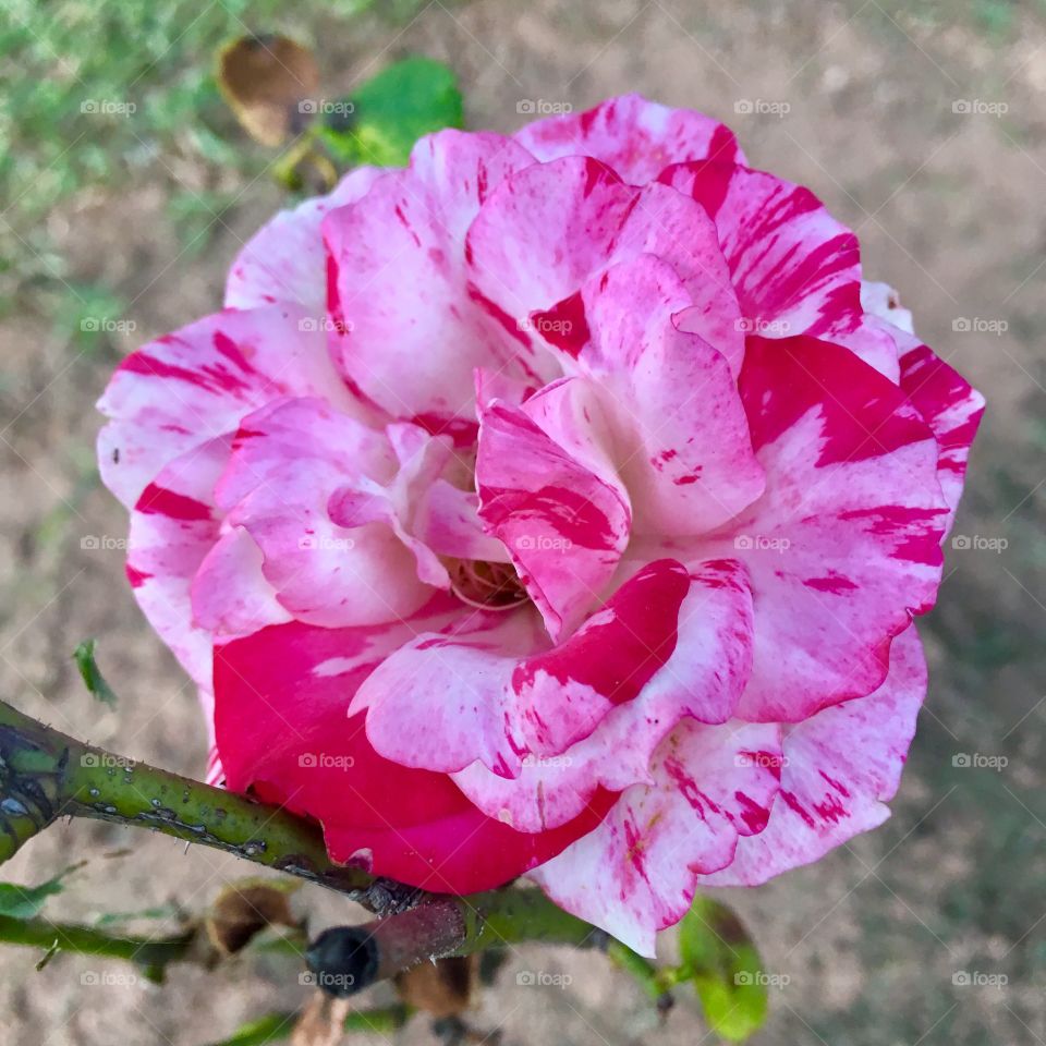 Nossa roda mesclada - 🌼#Flores do nosso #jardim, para alegrar e embelezar nosso dia!
#Jardinagem é nosso #hobby. 
🌹
#flor #flowers #flower #pétalas #garden #natureza #nature #flora