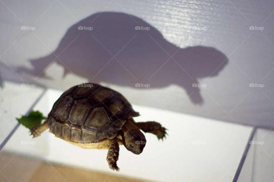 Tortoise's Shadow