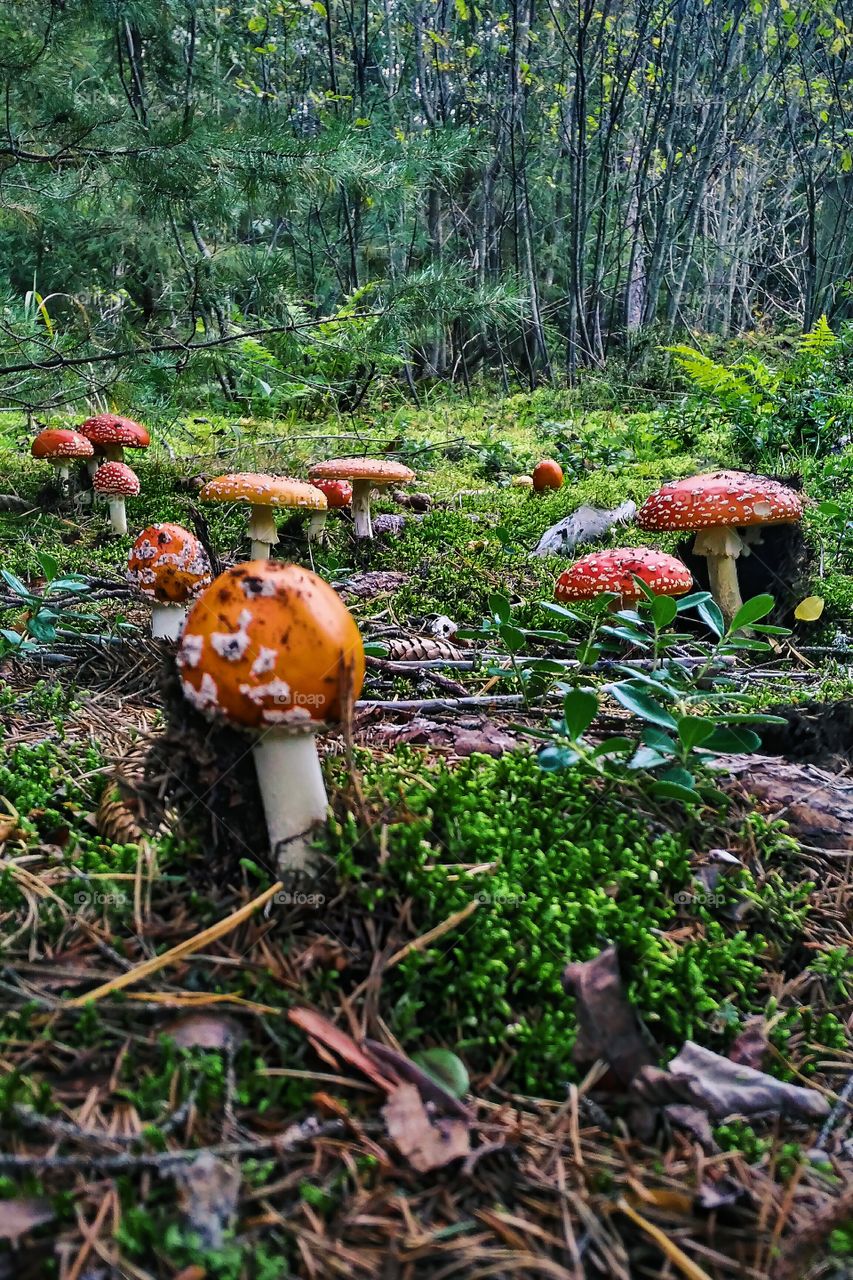 amanita