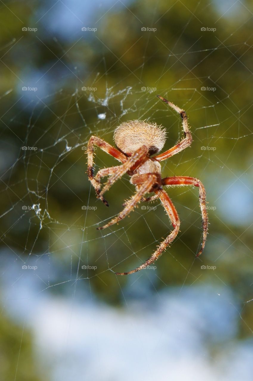 Close-up up of spider on web