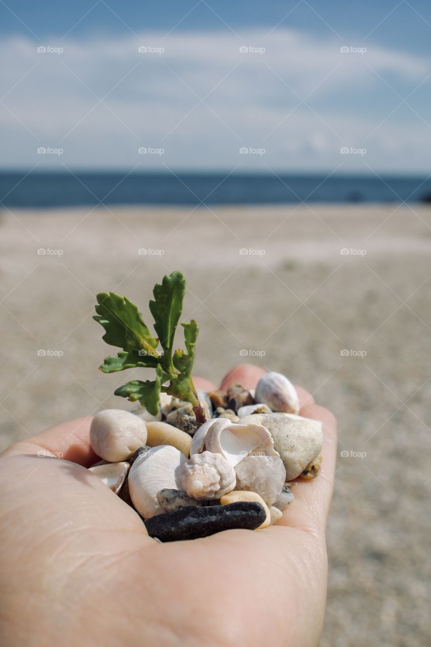 Seashells by the seashore 