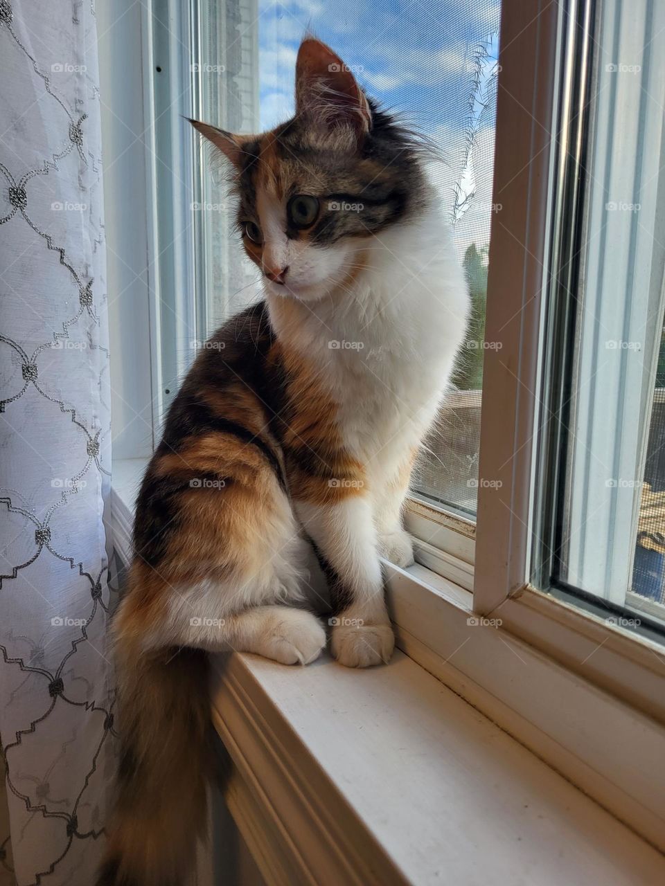 Calico cat sitting on window sill
