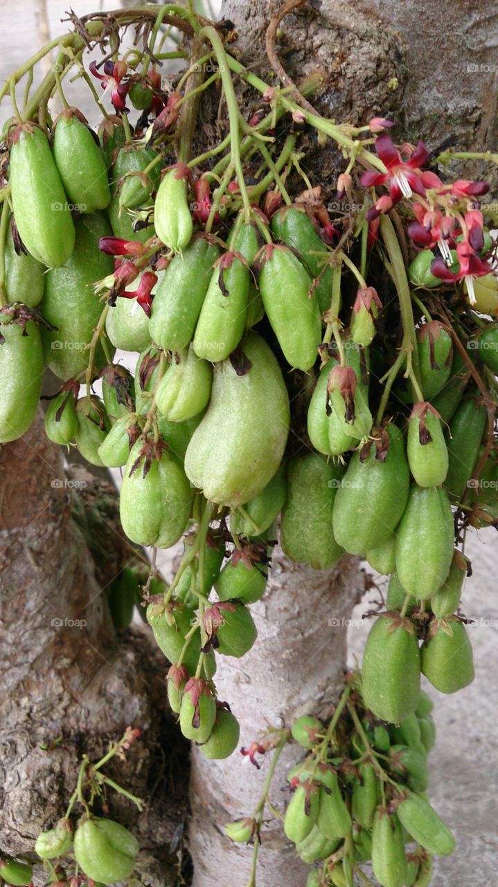 Close-up of bilimbi fruits