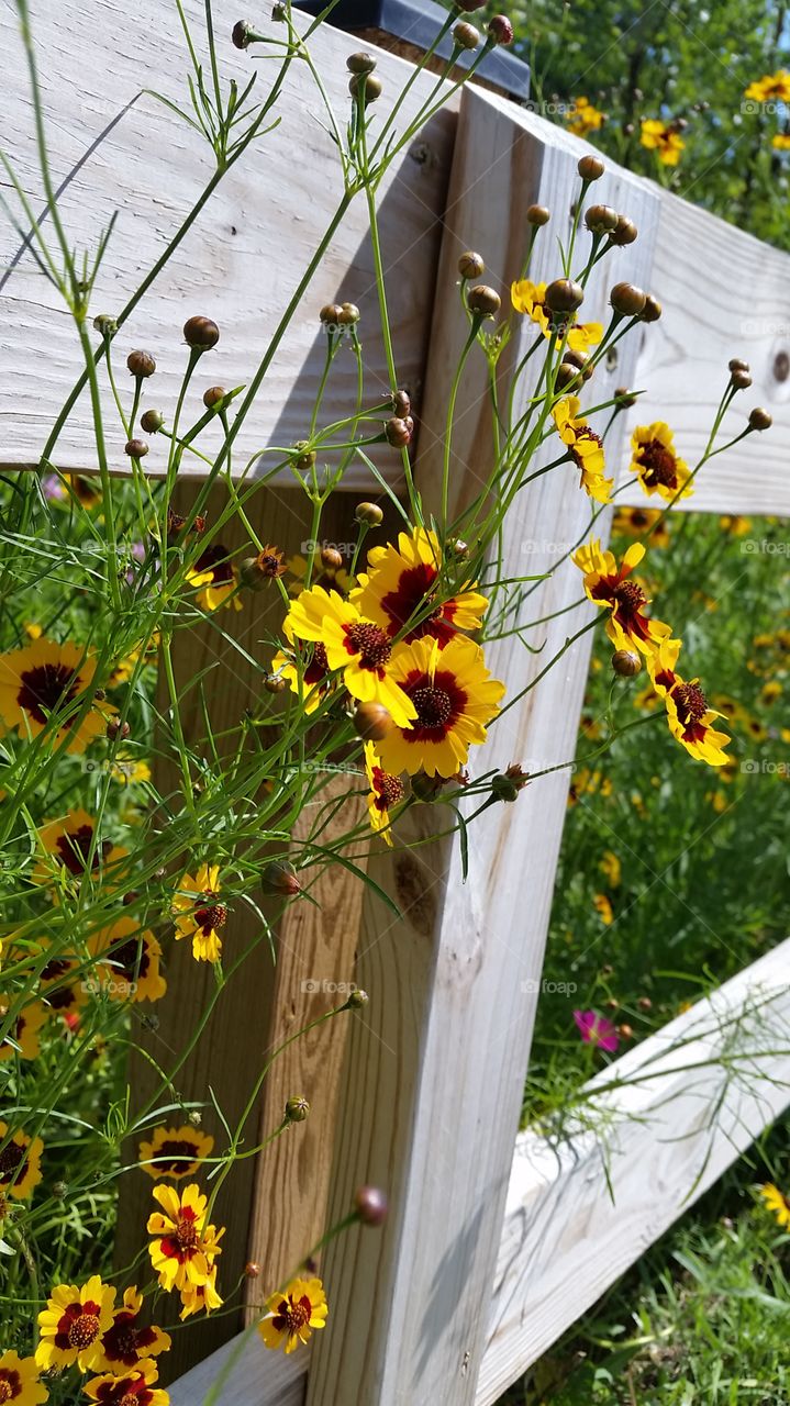 Summer through the fence.