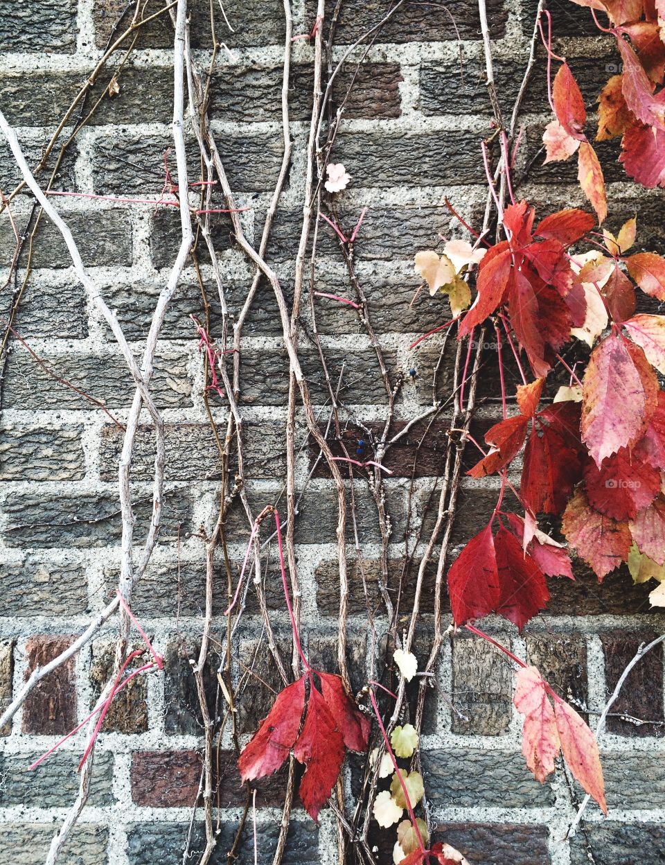 Dry vine on brick wall of house