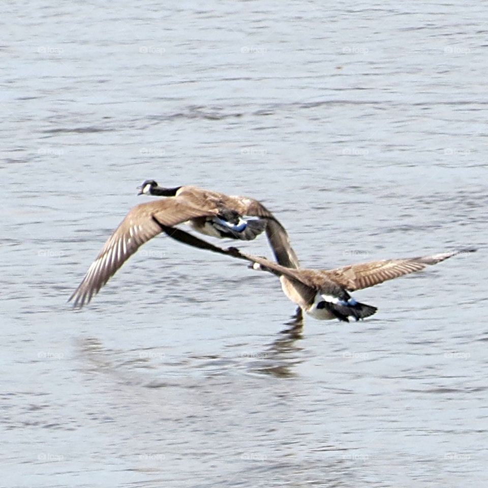 Canada geese in flight