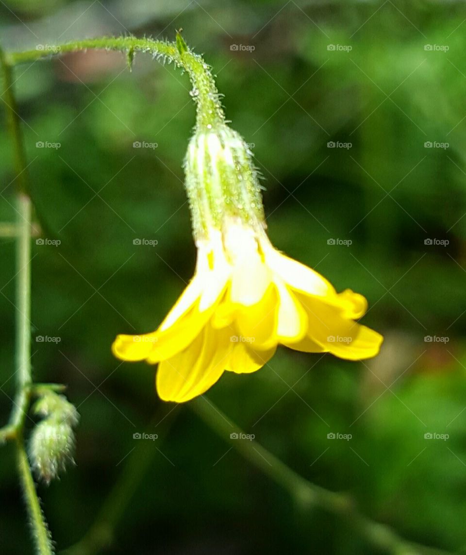 Nature, Flower, Flora, No Person, Summer