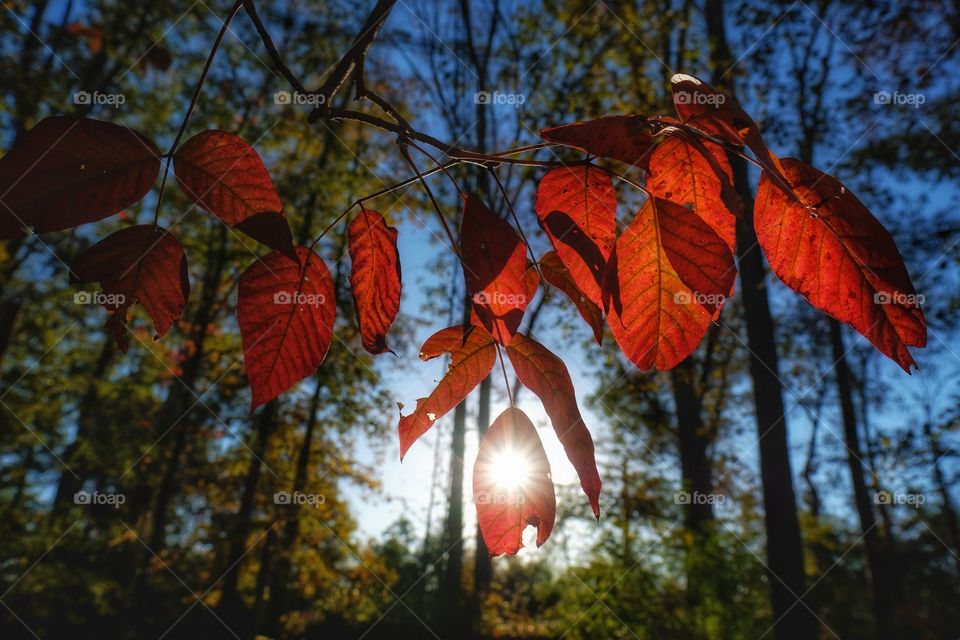 Sun in Leaf