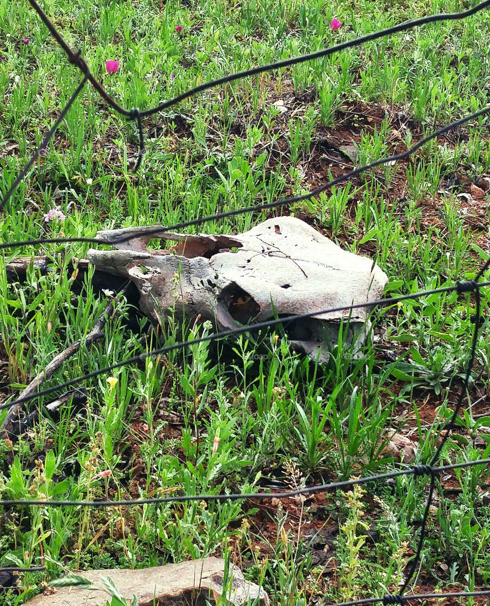 cow skull through the fence