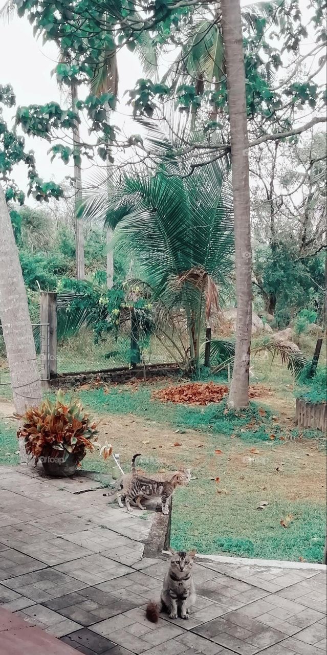 Mom baby dad cats family love