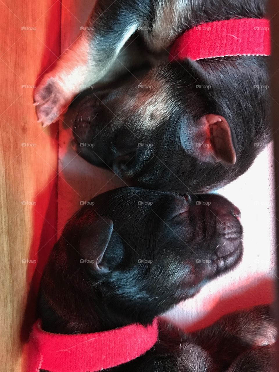 Puppies 2 days old