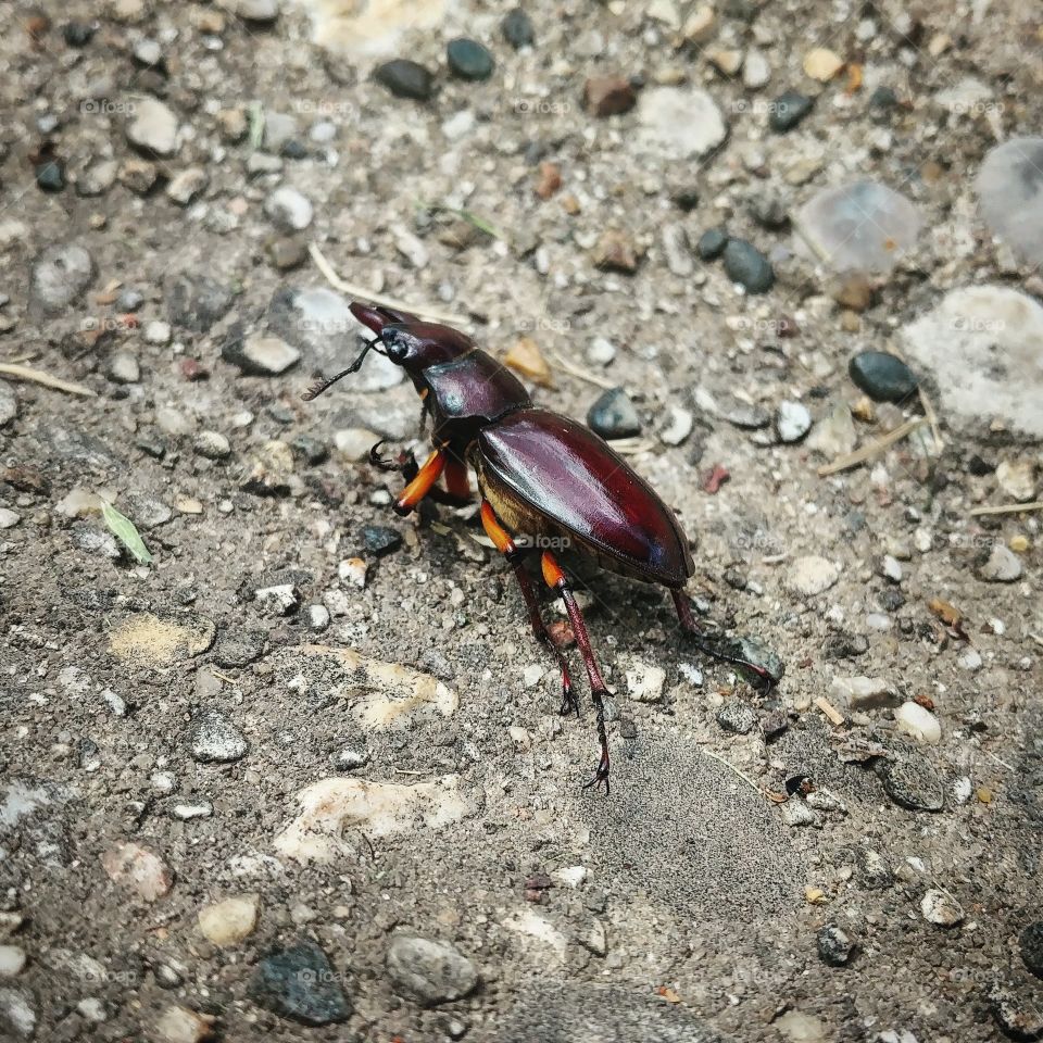 Met A Beetle Buddy On My Walk Home.