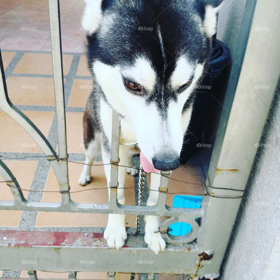 a dog wanting to go outside