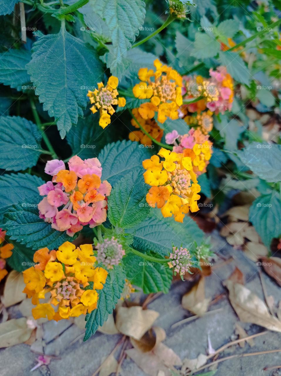 lantana multicolor - florcitas coloridas