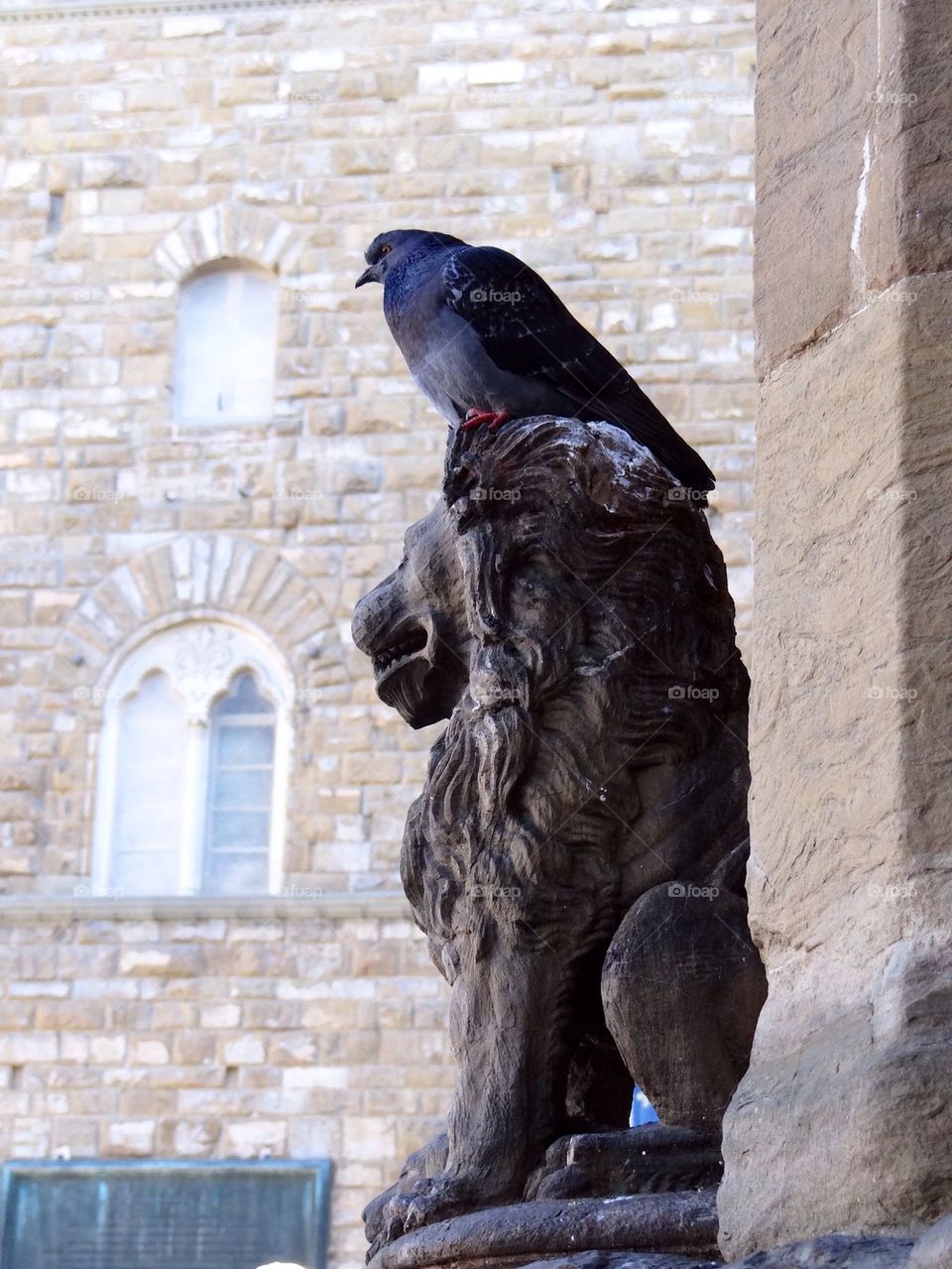 Florence pigeon