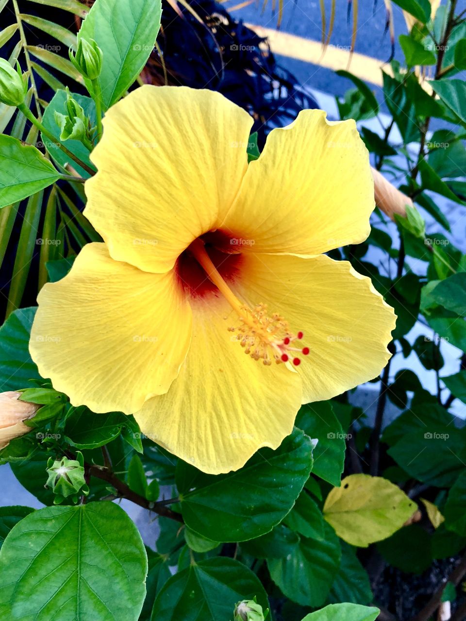 Big yellow flower