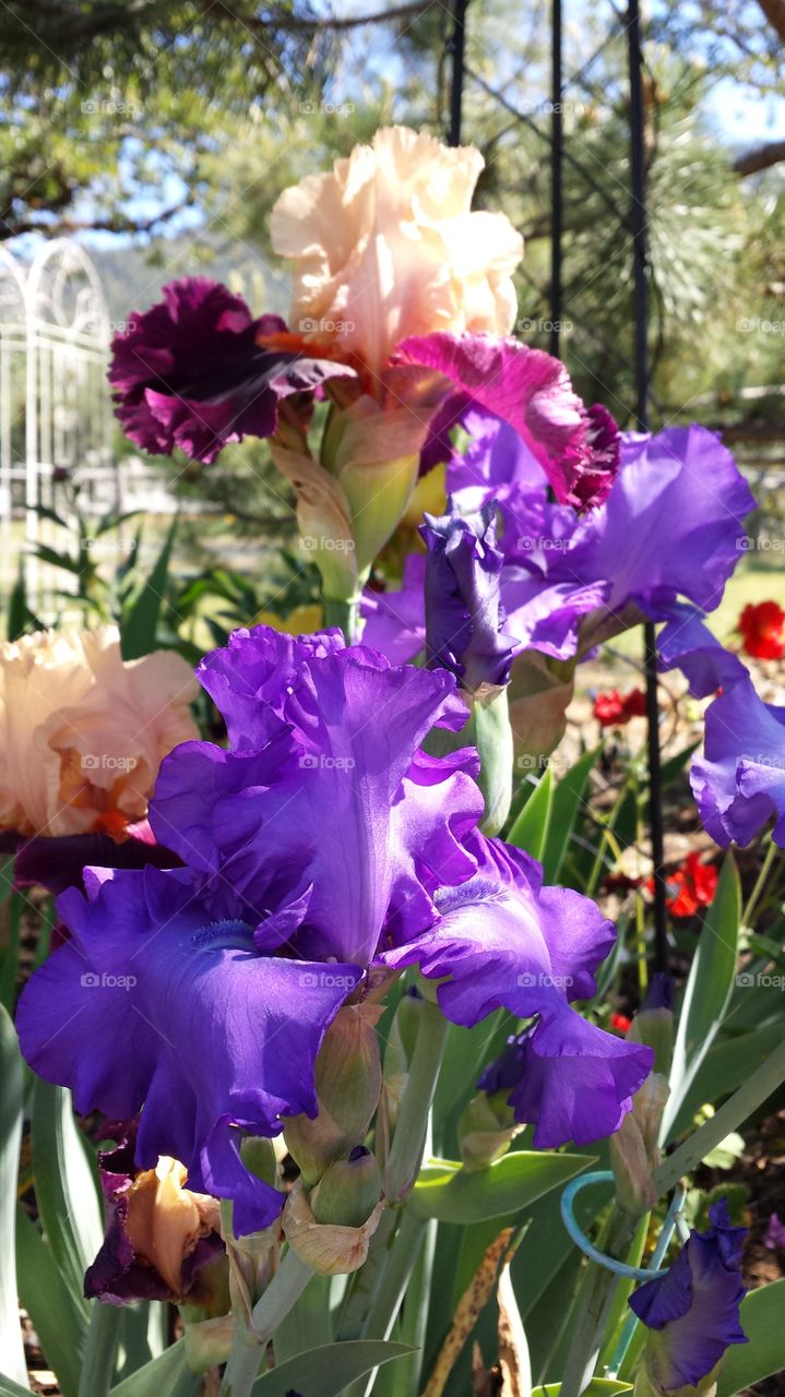 Bearded Iris. in the rock garden