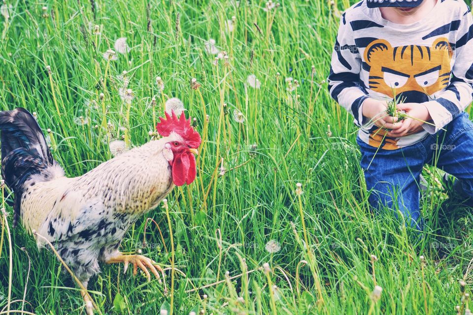 Rooster and a boy