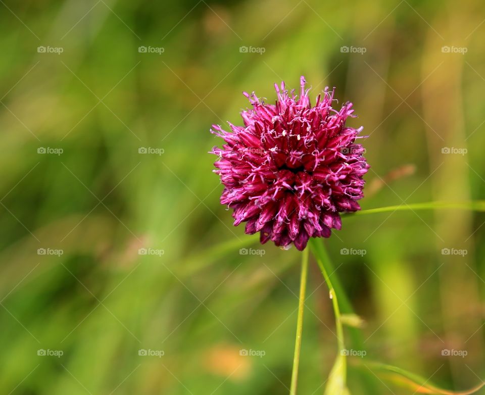 Wild mountain flower