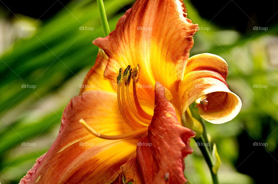 Bright orange flower in a garden