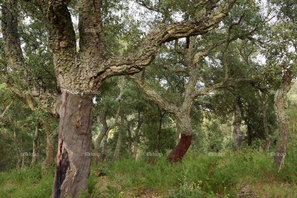 Culture du chêne-liège en Espagne