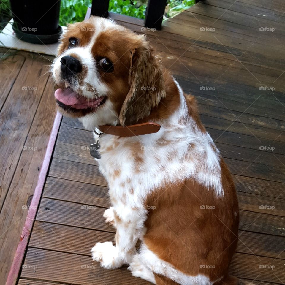 King charles cavalier dog