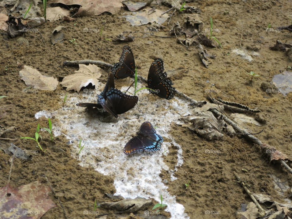 Black and Blue Butterflies