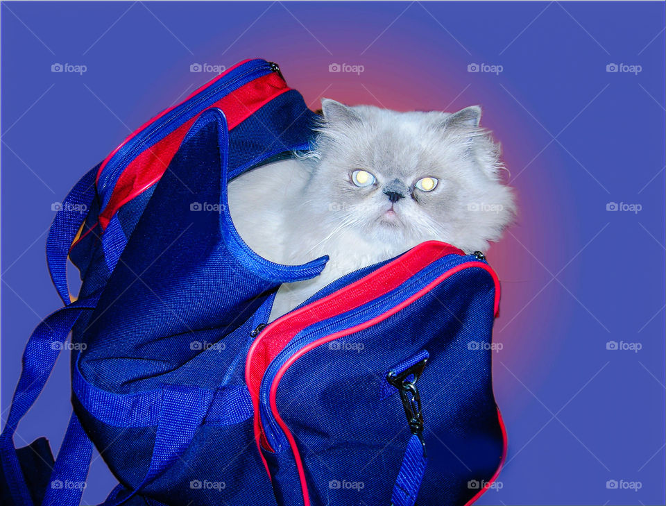 cat in a bag