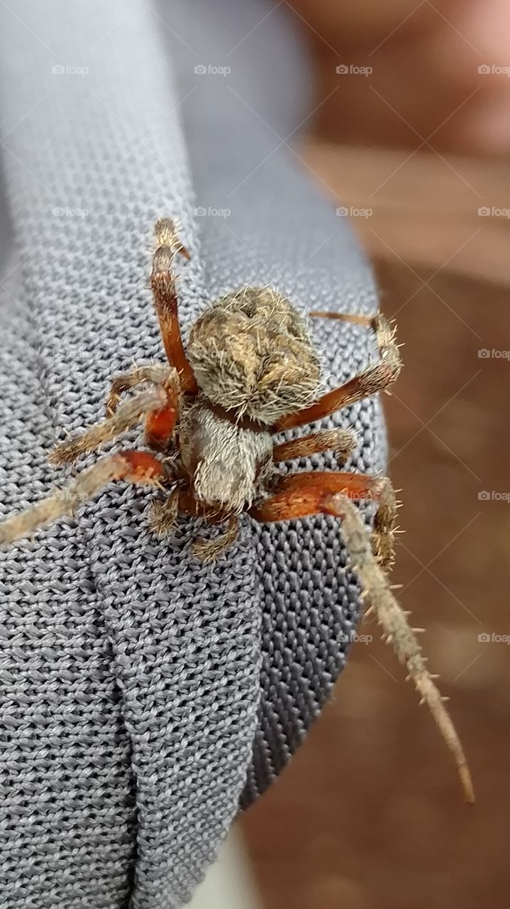 Yarn, Closeup, Insect, Nature, Spider