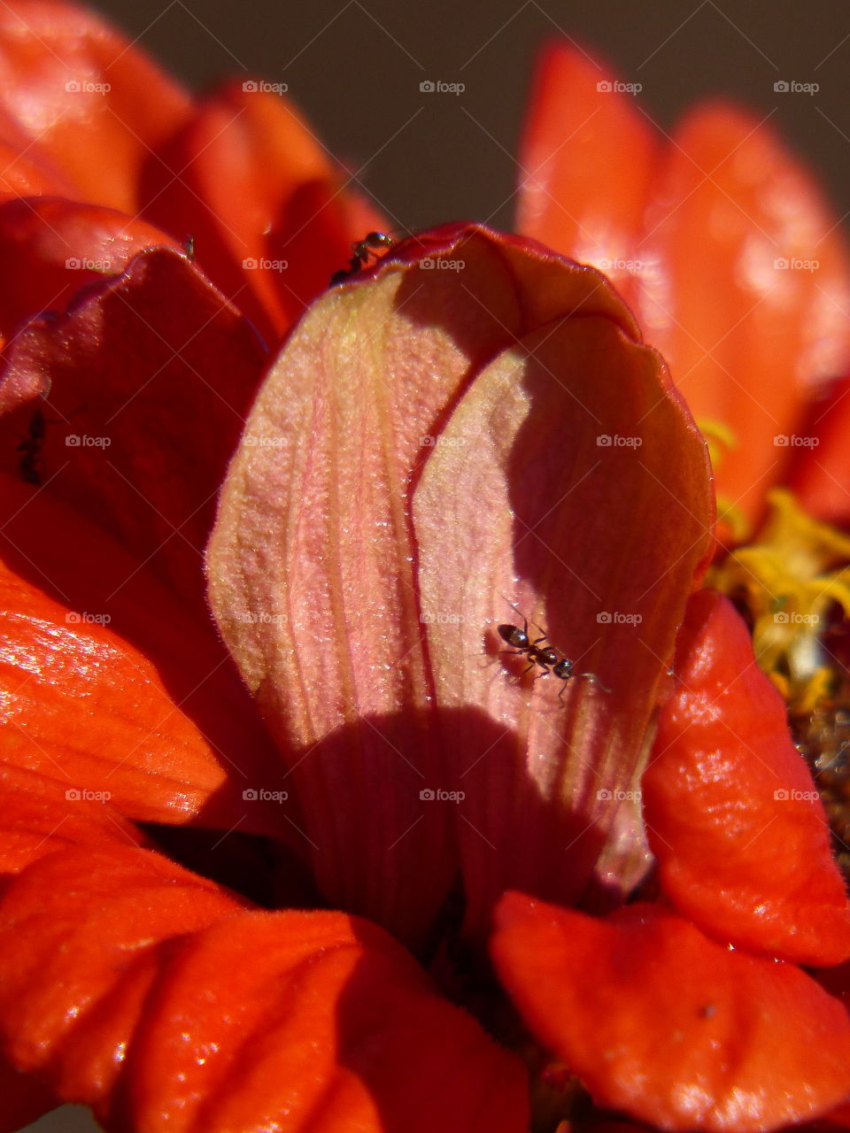 Ants at work on bloom