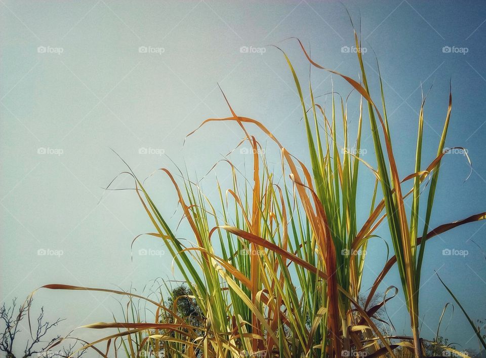 Cane leaf, cane, light blue