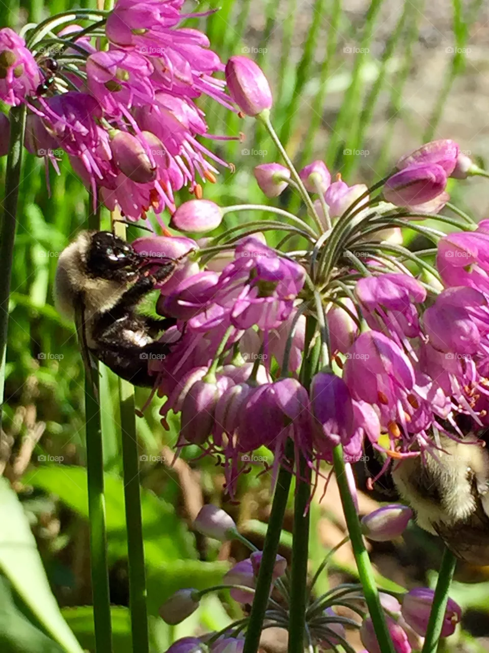 Bee 