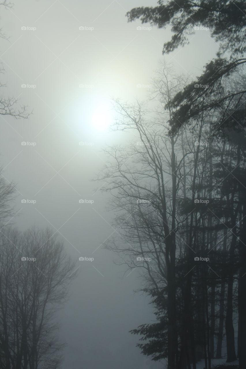 Morning fog in the trees