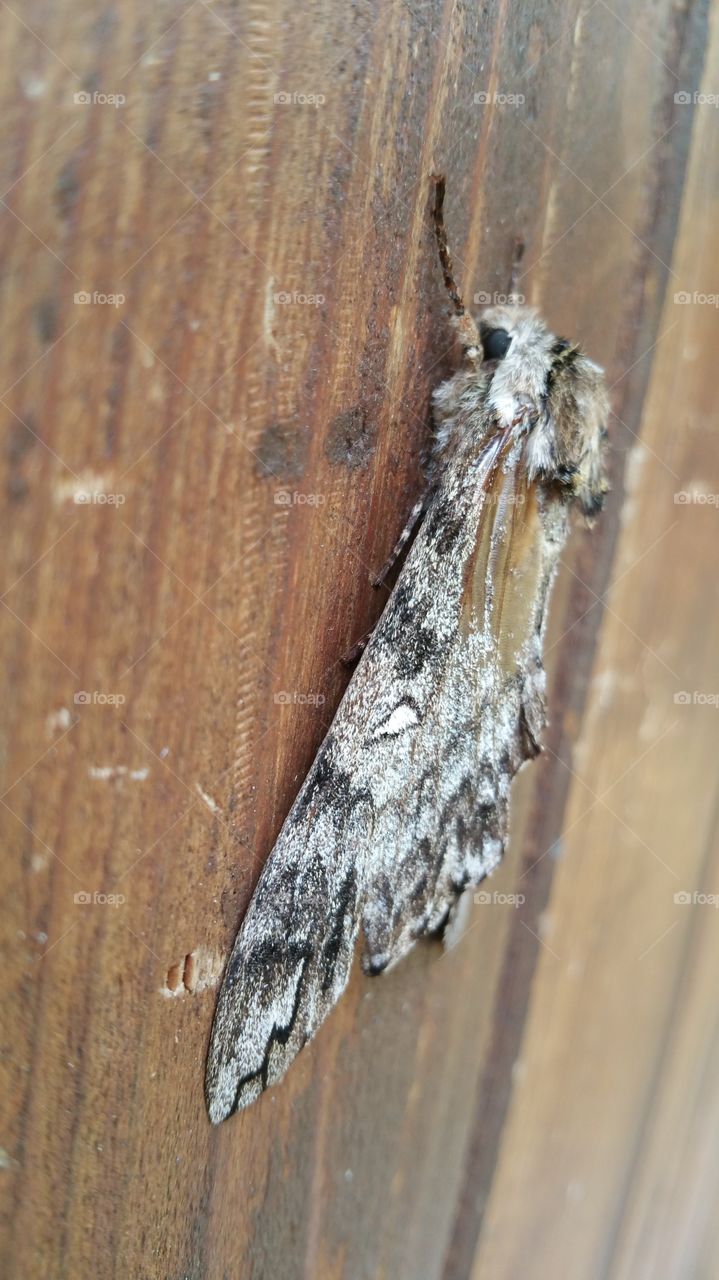 Moth on Wall