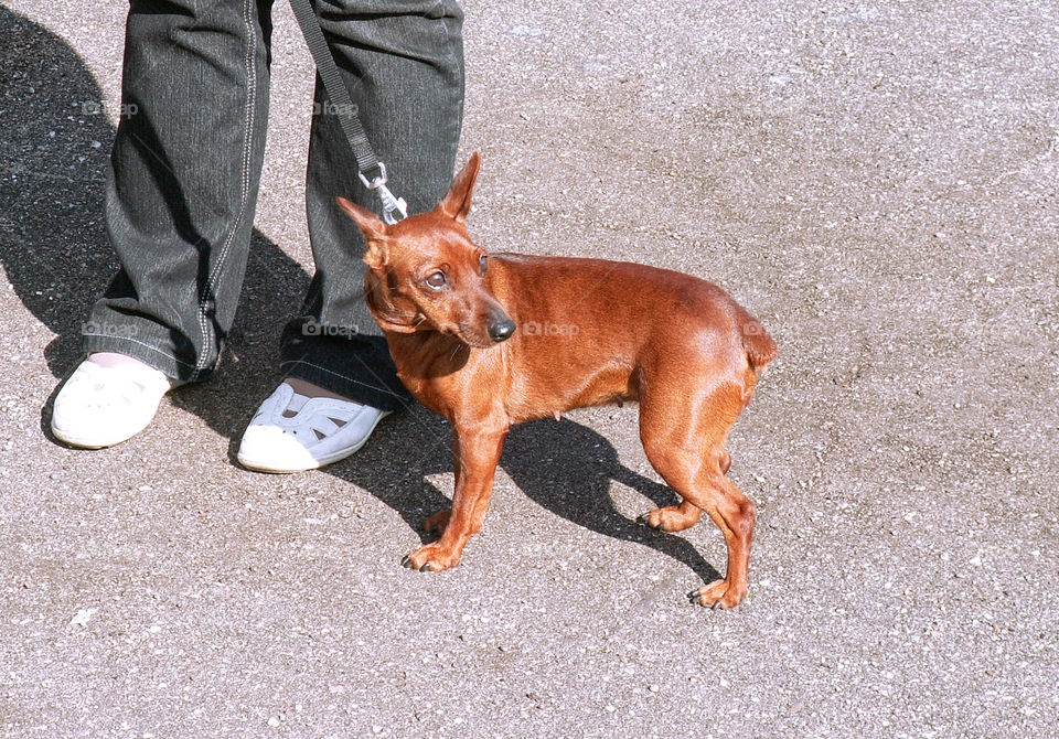 A dog on a leash