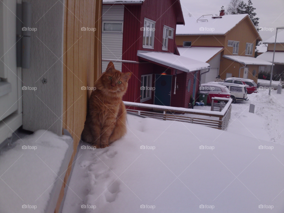snow house cat animal by MagnusPm